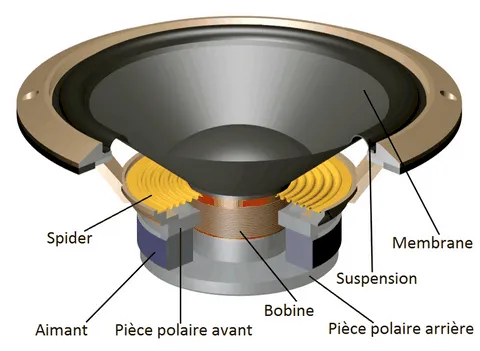 Vue en coupe d'un haut-parleur